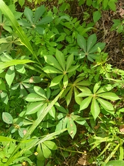 Manihot esculenta