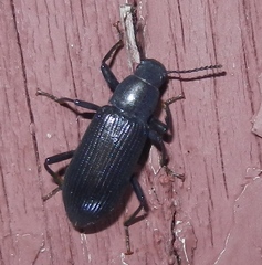 Xylopinus saperdoides