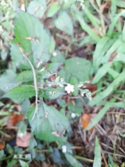 Angiospermae