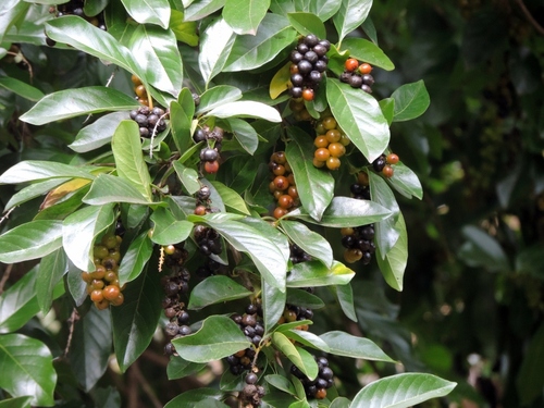 Citharexylum spinosum image