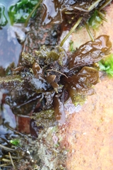 Sarcothalia stiriata