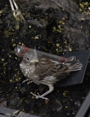 Haemorhous mexicanus