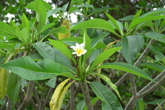 Plumeria obtusa