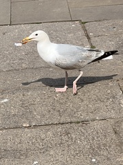 Larus argentatus