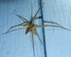 Pisaurina dubia