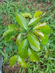 Magnoliopsida