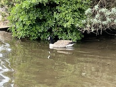 Branta canadensis