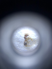 Pheidole nodus