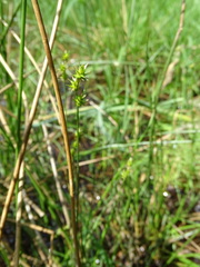 Carex echinata