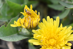 Hippodamia variegata