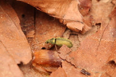 Phyllobius argentatus