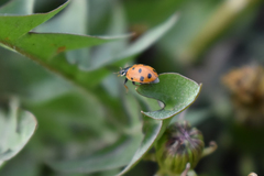 Hippodamia variegata