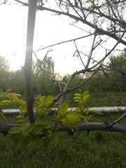 Robinia pseudoacacia