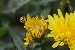 Hippodamia variegata