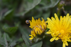 Hippodamia variegata
