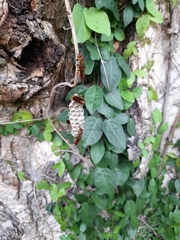 Polistes