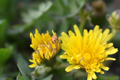 Hippodamia variegata