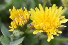 Hippodamia variegata