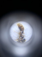 Pheidole nodus