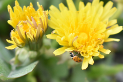 Hippodamia variegata