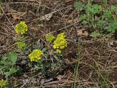 Alyssum montanum gmelinii