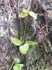 Magnoliopsida