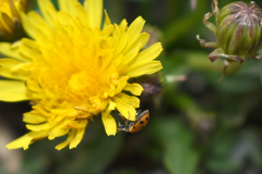 Hippodamia variegata