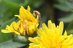Hippodamia variegata