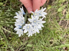Ornithogalum nutans