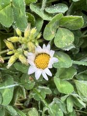Bellis perennis