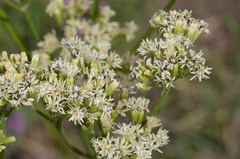Psacalium decompositum