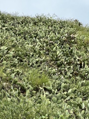 Opuntia anahuacensis