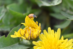 Hippodamia variegata
