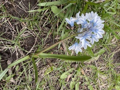 Ornithogalum nutans