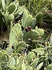 Opuntia anahuacensis
