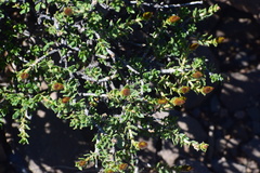 Pteronia adenocarpa