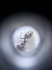 Pheidole nodus