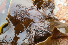 Carpoblepharis flaccida