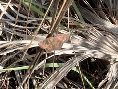 Ephyriades brunnea floridensis