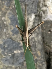 Schistocerca camerata