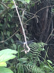 Anisoptera