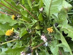 Taraxacum