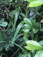 Nymphalidae
