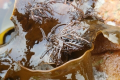 Carpoblepharis flaccida