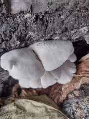 Pleurotus pulmonarius