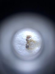 Pheidole nodus