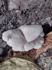 Pleurotus pulmonarius