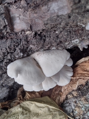 Pleurotus pulmonarius