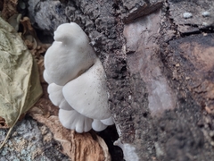 Pleurotus pulmonarius