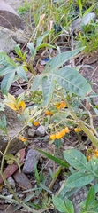 Solanum radicans